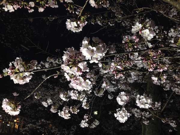 夙川の桜のライトアップがスタート！