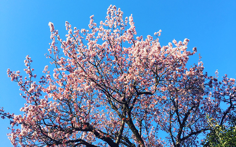 早咲きの桜が満開！次は、いよいよ夙川の桜