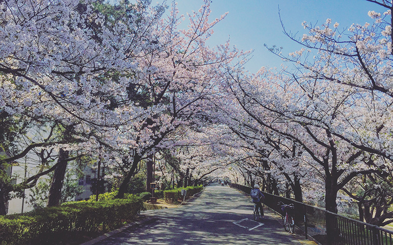 夙川の桜が満開！家族でお花見2018