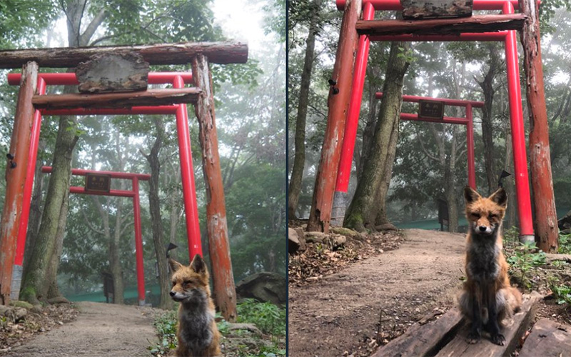 狐・稲荷神社・霧の奇跡的なコラボ！