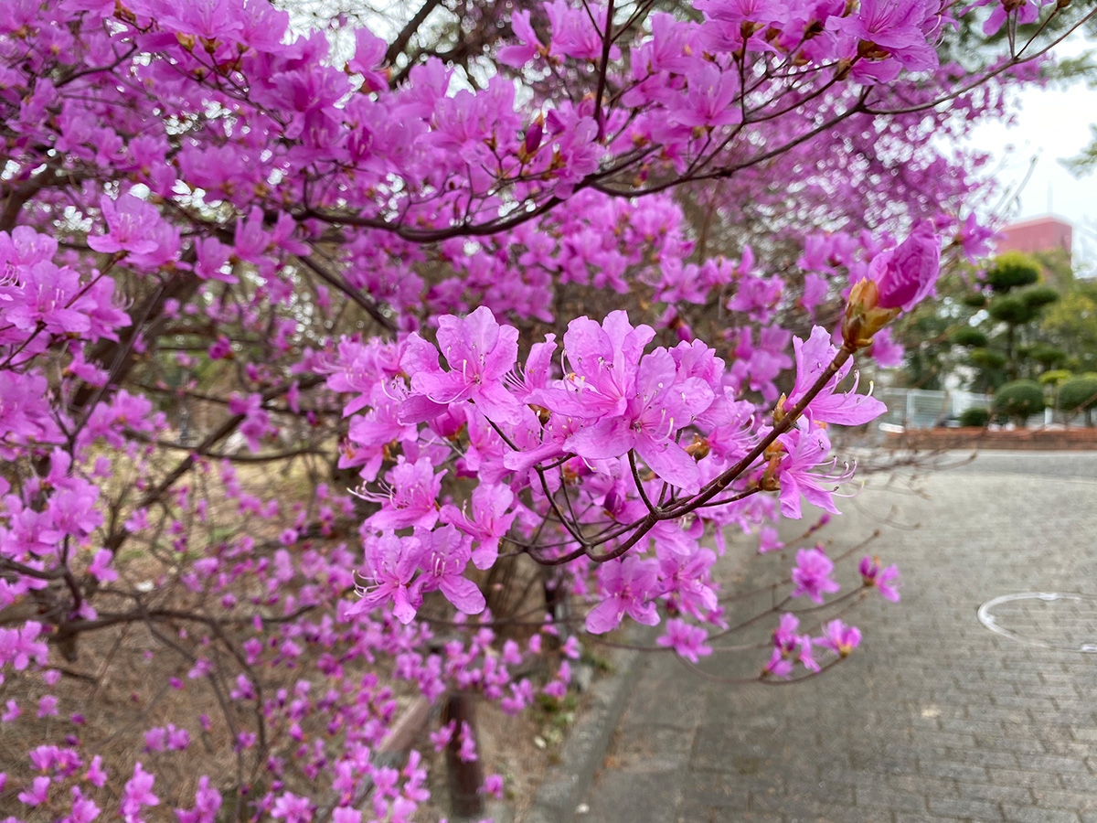 春の花、散策