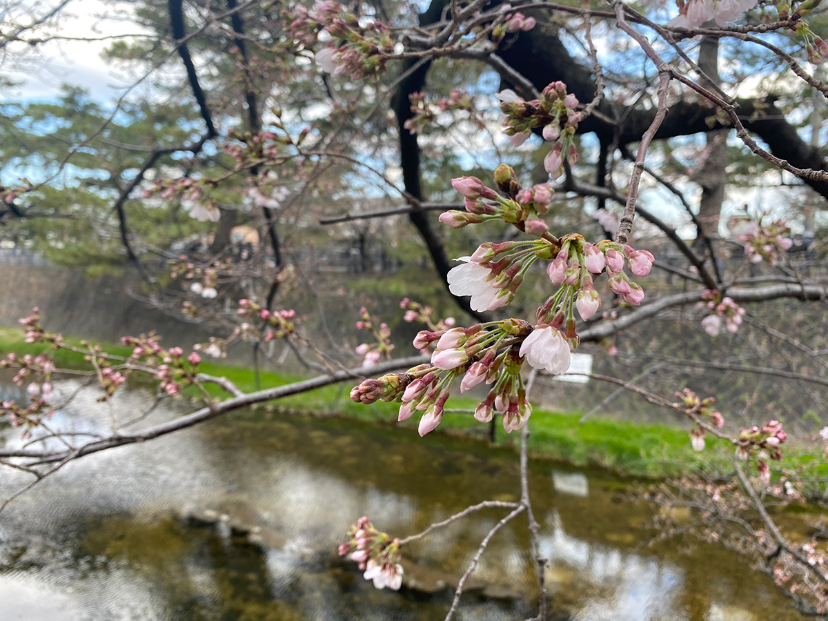 夙川の桜、咲き始めました